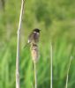 Stonechat