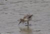 Avocet