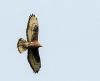 Honey-buzzard