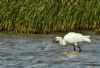 Spoonbill