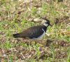 Lapwing