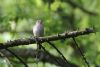 Spotted Flycatcher