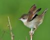 Whitethroat