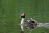 Great Crested Grebe