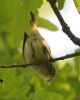 Chiffchaff