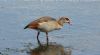 Egyptian Goose