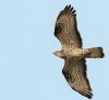 Honey-buzzard