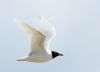 Mediterranean Gull