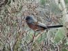 Dartford Warbler