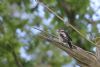 Great Spotted Woodpecker