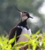 Lapwing