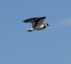 Lapwing