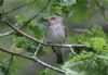 Spotted Flycatcher