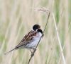 Reed Bunting