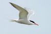 Common Tern