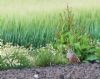 Grey Partridge