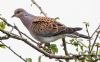 Turtle Dove