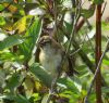 Sedge Warbler