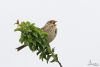 Corn Bunting