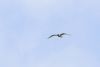 Mediterranean Gull