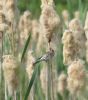 Reed Bunting