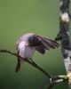 Spotted Flycatcher