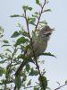 Whitethroat