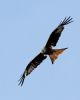 Red Kite