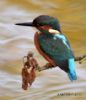 Kingfisher