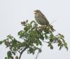 Corn Bunting