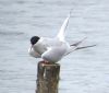 Common Tern