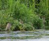 Common Sandpiper