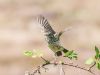 Meadow Pipit