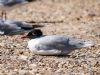 Mediterranean Gull