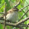 Sedge Warbler