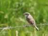 Whitethroat