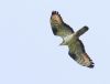 Honey-buzzard