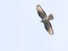 Honey-buzzard