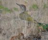 Green Woodpecker