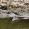 Common Sandpiper