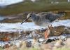 Redshank