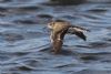 Common Sandpiper