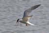 Common Tern