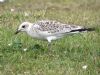 Mediterranean Gull