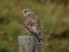 Kestrel