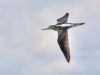 Greenshank