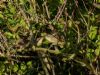 Sedge Warbler