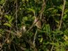 Sedge Warbler