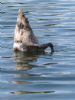 Mute Swan