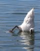 Mute Swan